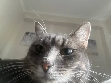 Our grey cat looking into the camera