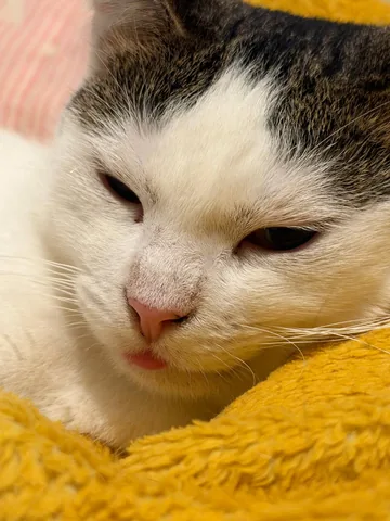 Our white and tabby cat resting on a yellow blanket